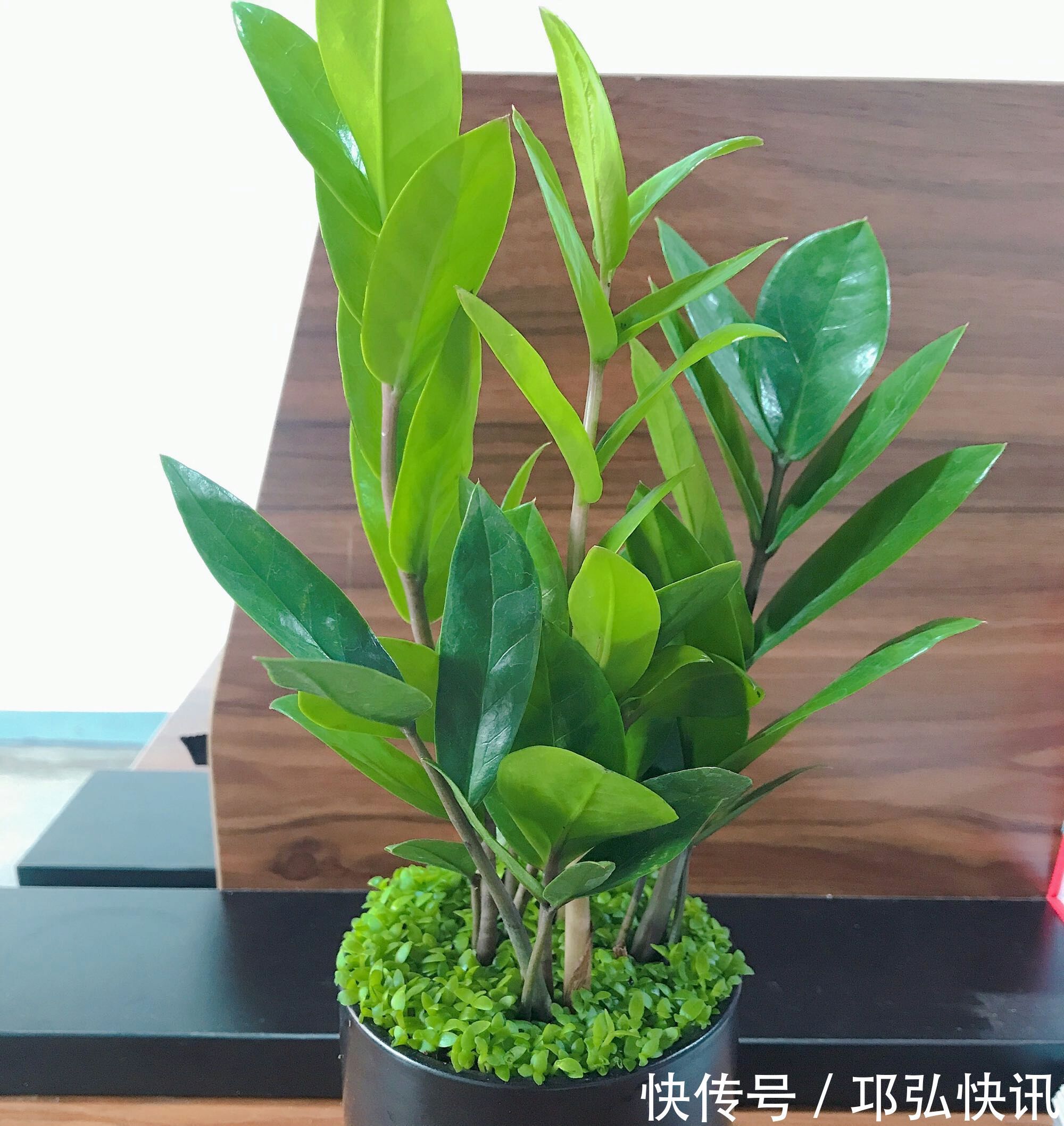 金钱树怎么浇水按照3种方式浇水，金钱树长势旺不黄叶掉叶