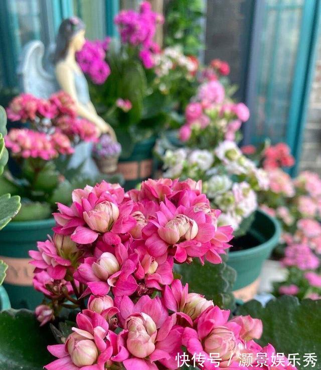 休眠|6种花淋雨就会“烂”,下雨最好放屋里,别忽视