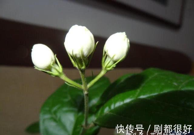 虎头茉莉虽然养殖难度大,但做好这几点,也能轮番开花赛牡丹