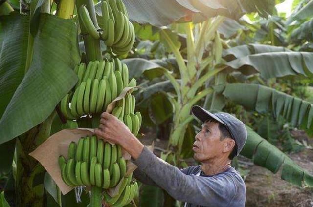 买香蕉时,直的好还是弯的好老果农说出实话,以后别再上当了