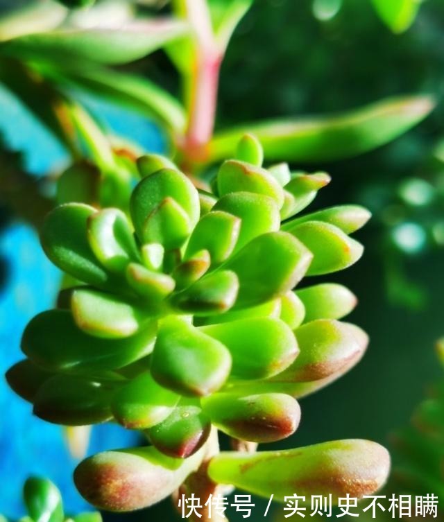 爱之蔓|你红尖尖,我红边边