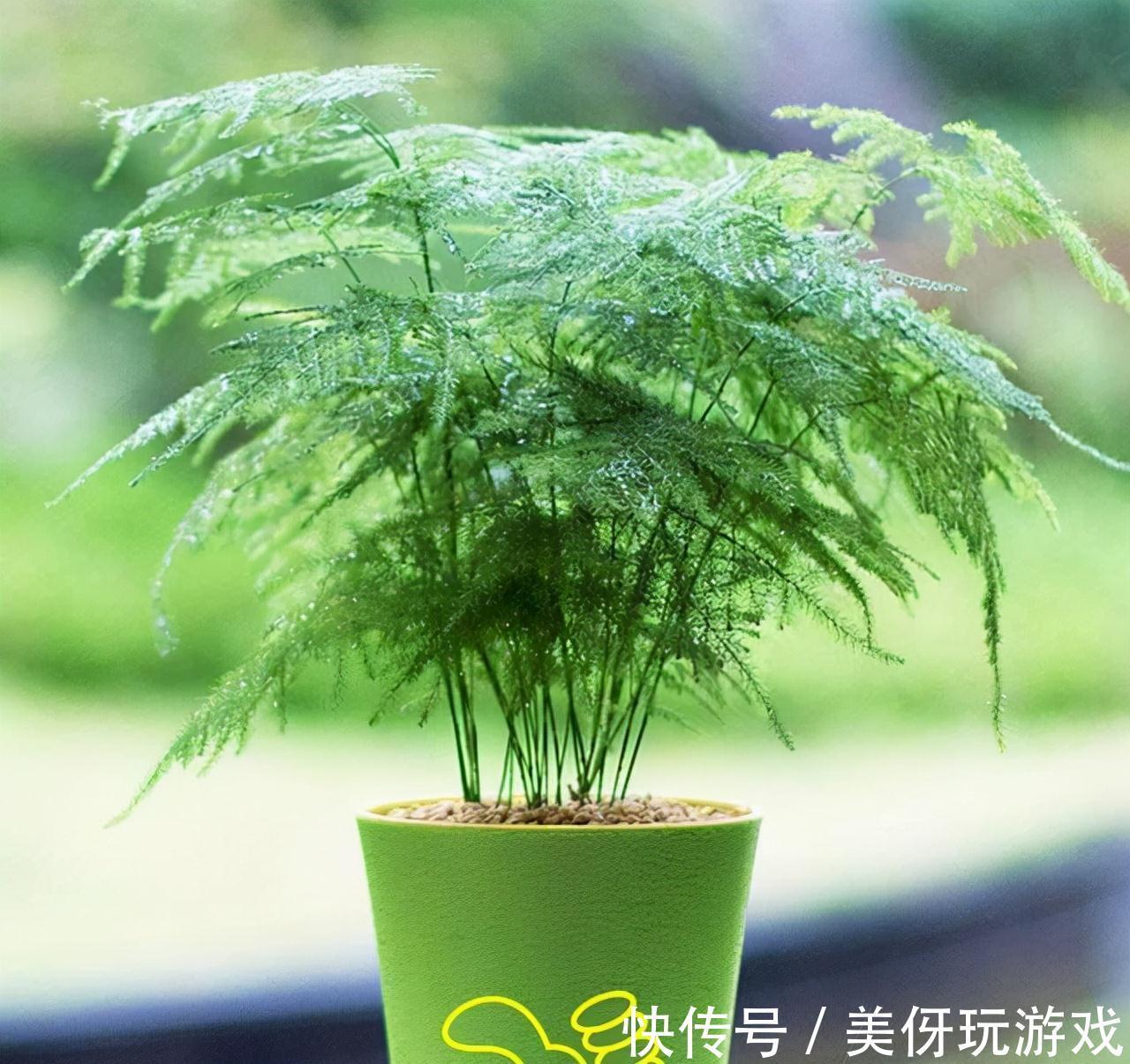 散尾竹|没有院子养不了竹子?错,这几种竹子养在室内,比花好看多了