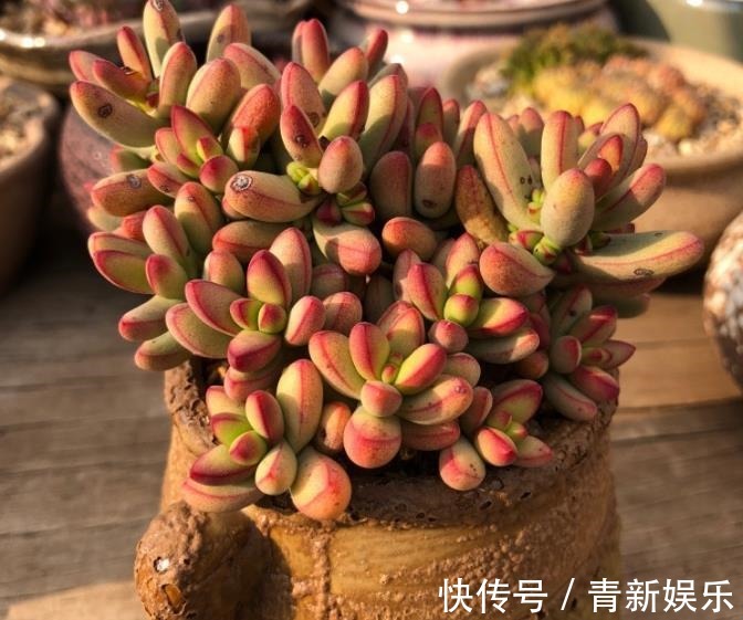 多肉盆栽选择潮土上盆,叶片储水防晒,容易长胖爆盆,学到了