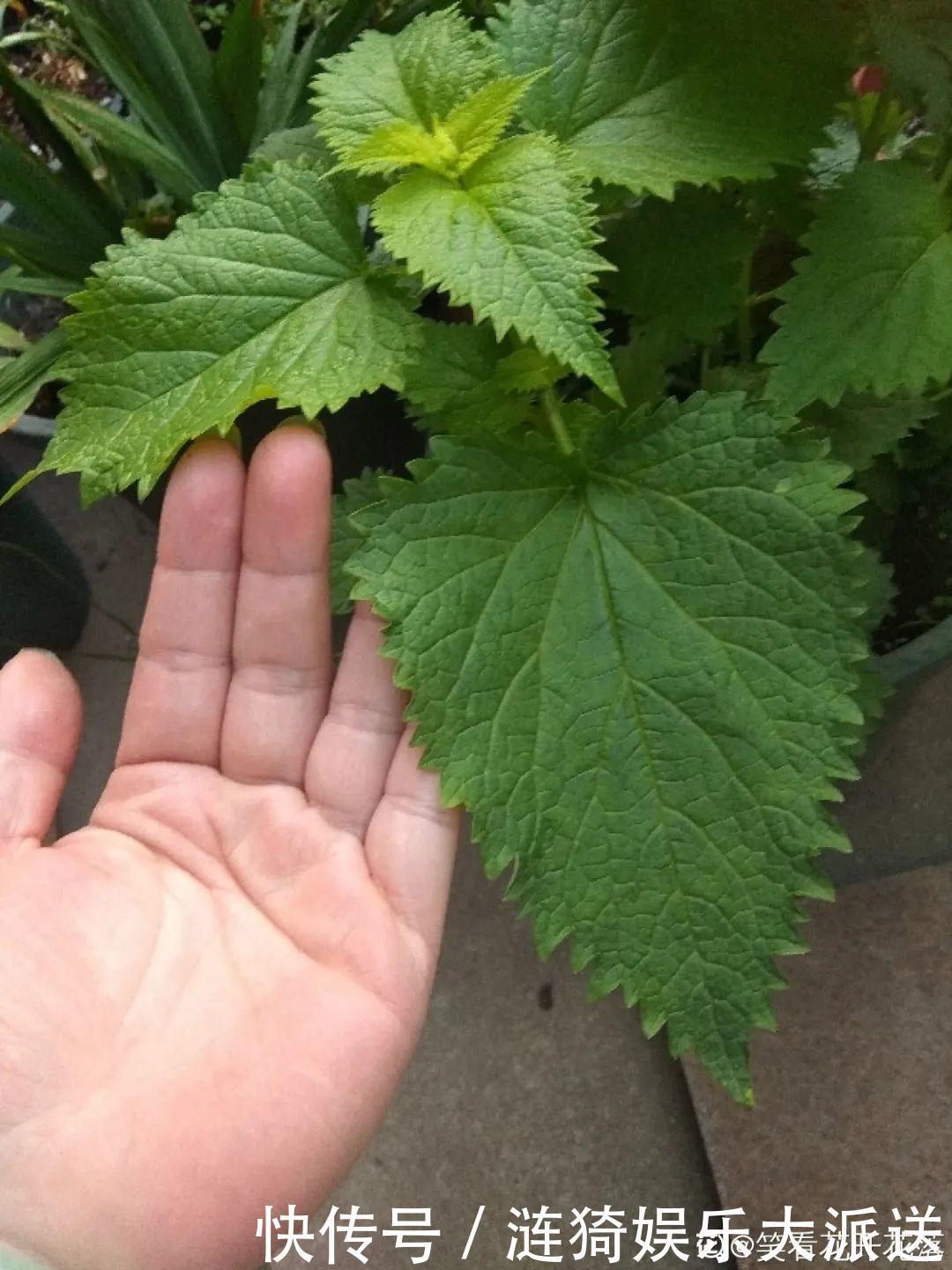 猪笼草|7种花插土里,立马长满院子,蚊虫不敢靠近!