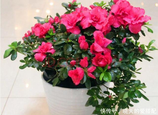 刚买回来的花就黄叶落蕾?这么做立马恢复水灵