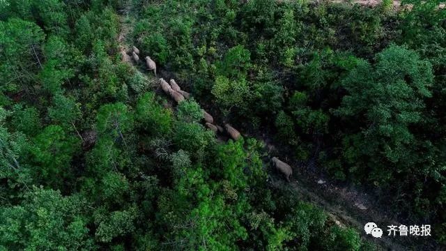 两头|这个野象“逛吃团”火了！“拖家带口”一路向北，有两头喝醉掉队了…