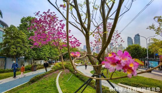 为何今年深圳花开延绵数公里，出门就能赏花背后的故事带你看看！