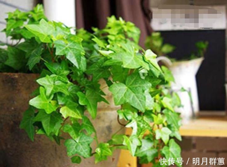 卫生间有异味,就养4种花,耐阴吸异味,养在卫生间高大尚