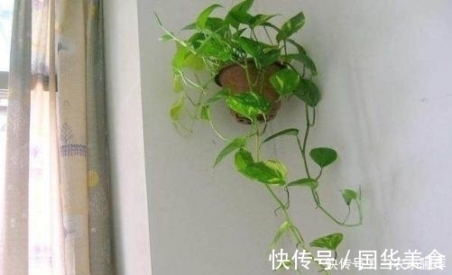 卧室为什么不能放绿萝, 怎么放绿萝才最好