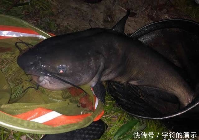 钓友|夜钓最怕选错时间！只要赶上鱼开口高峰期，一根竿忙不过来