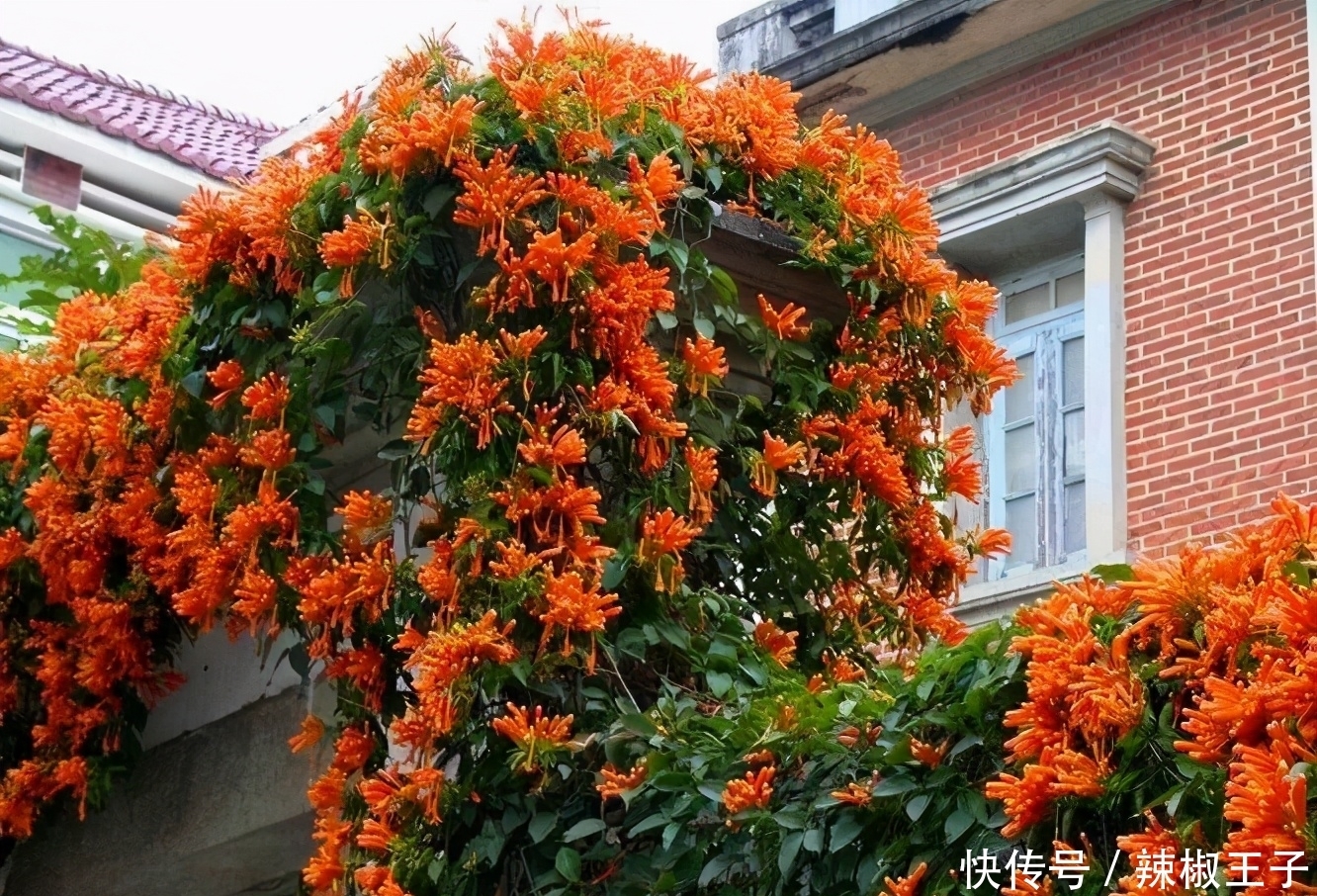 去养花牛人家里,走进院子被迷住,这些花真大气