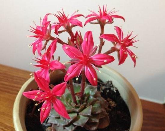 家养一种“莲”,叶片如莲座,花开“红似火”,日日赏花不停歇