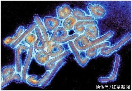 新冠|新冠还没完，埃博拉“近亲”又来了！几内亚首例患者病情迅速恶化后死亡