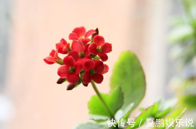 养花就养此3种,好养易活寓意好,家里养一盆,福运临门美极了