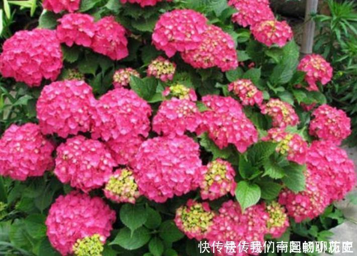 种花|4种花很好养,耐热耐晒更耐旱,养在客厅上档次,开花不断有花赏