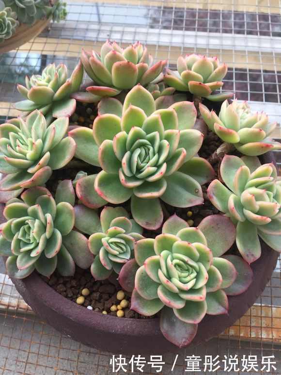 盆里加把灰,多肉一个月胖一圈,答案在这,其实很简单