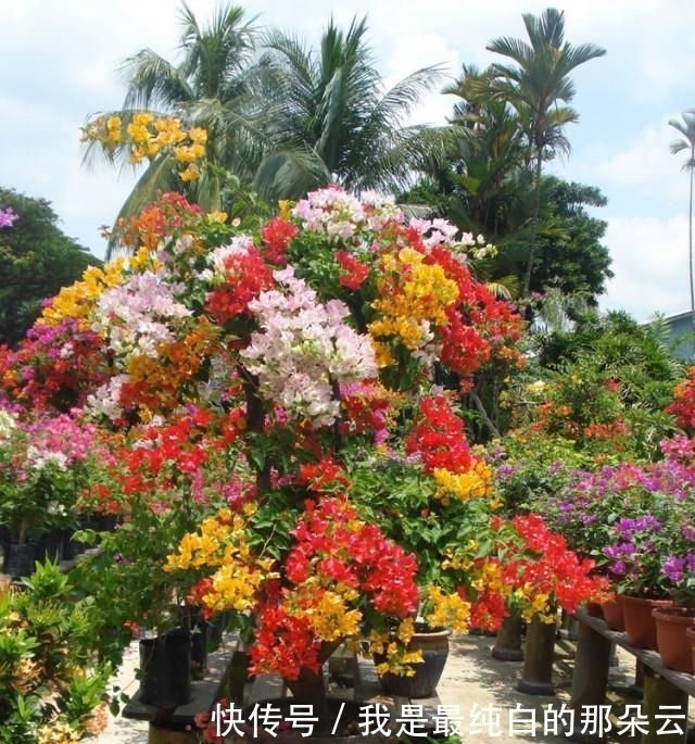 叶片|三角梅开败了?狠狠心,用3个“高招”,挤满新枝芽,又爆二茬花