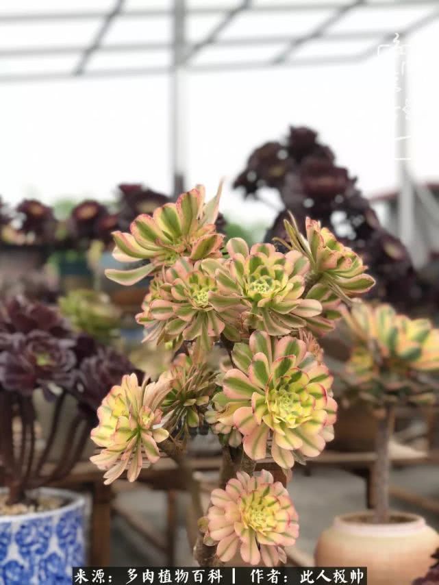 骄阳艳玫瑰,梦幻魔法师!独爱你的百媚千红!