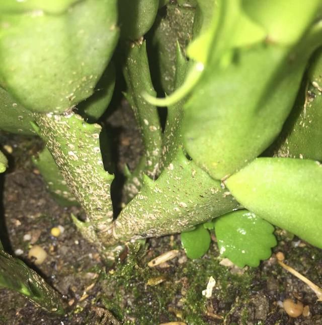 夏天养蟹爪兰记住2个字素养否则秋天只能见到“空花盆”