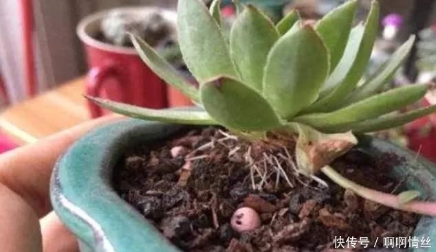 多肉长出“白胡子”这是“求救”的信号,别忽视!