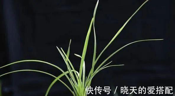 妙招|立秋天气还这么热，养兰花有没有避暑妙招？教你3招安全避暑