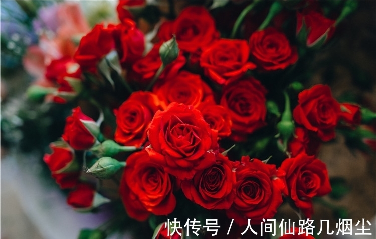 玫瑰花@5首描写玫瑰花的诗词，首首艳丽且浪漫，读来让人憧憬爱情