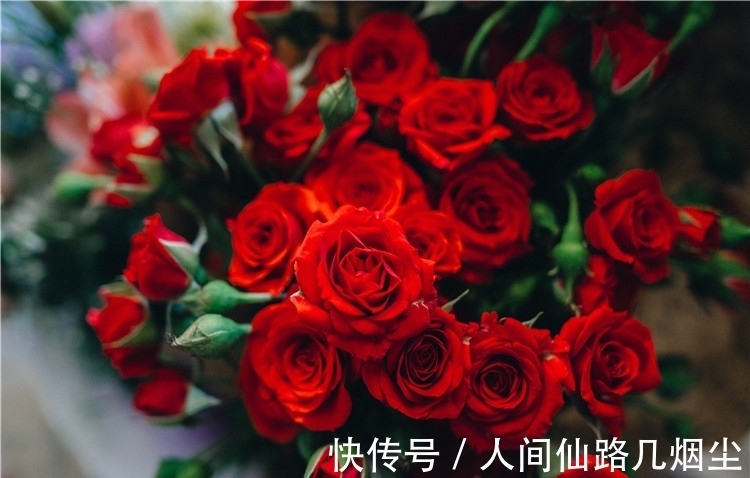 玫瑰花@5首描写玫瑰花的诗词,首首艳丽且浪漫,读来让人憧憬爱情