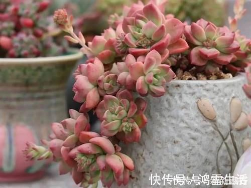 12款多肉天生就爱凑热闹,爆盆群生是强项,花友:养起来真过瘾