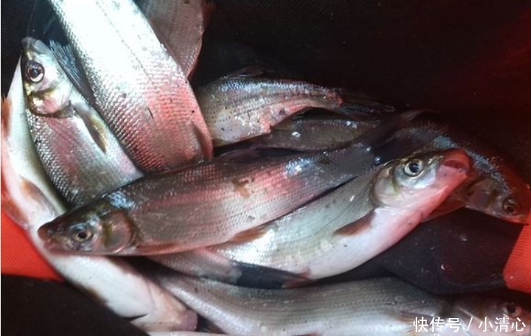 这是淡水中最难吃的鱼，买一斤送两斤，常年在河道泛滥