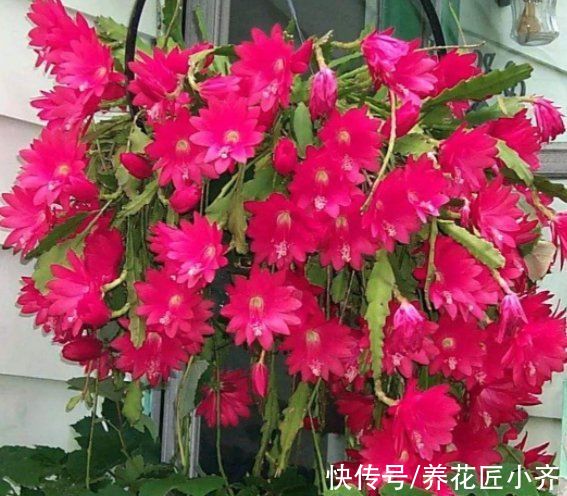 如果你是养花“杀手”，养盆仙人掌，可以嫁接5种花，开花美到爆