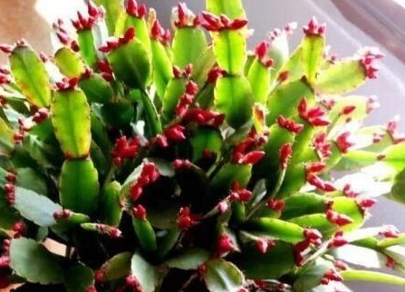 养蟹爪兰,打开它的“开花键”,花开一茬又一茬,次次都爆盆