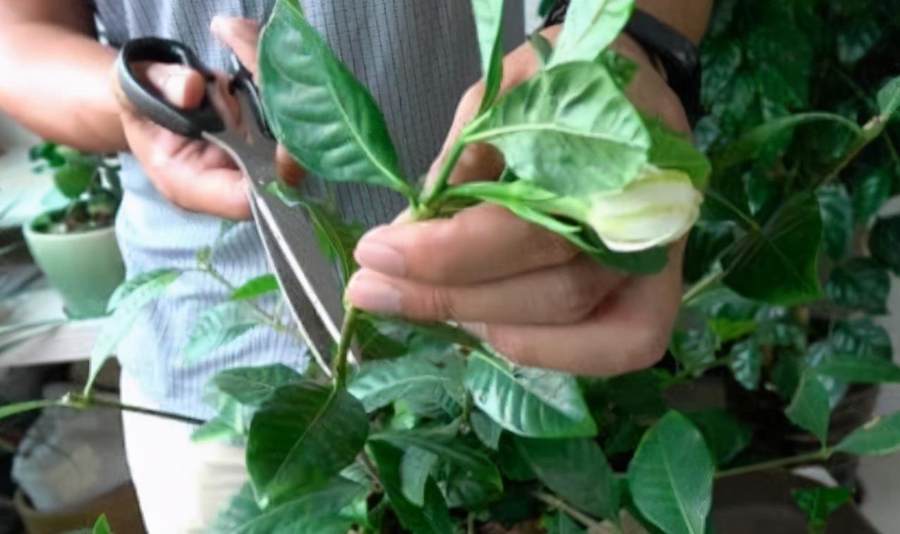 马虎|养花想要株型美,“修剪打顶”不能马虎,剪一枝,爆一枝