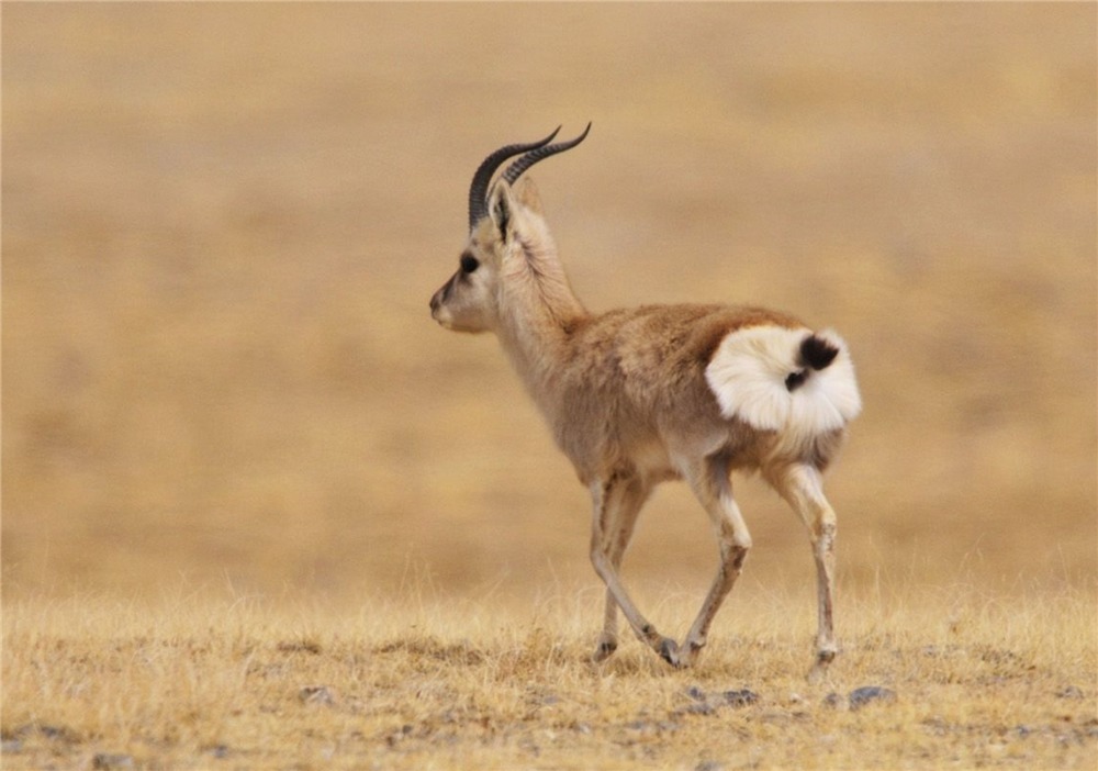 活动|可可西里一呆萌动物,母的一般单独生活,公的却喜欢成群结队活动