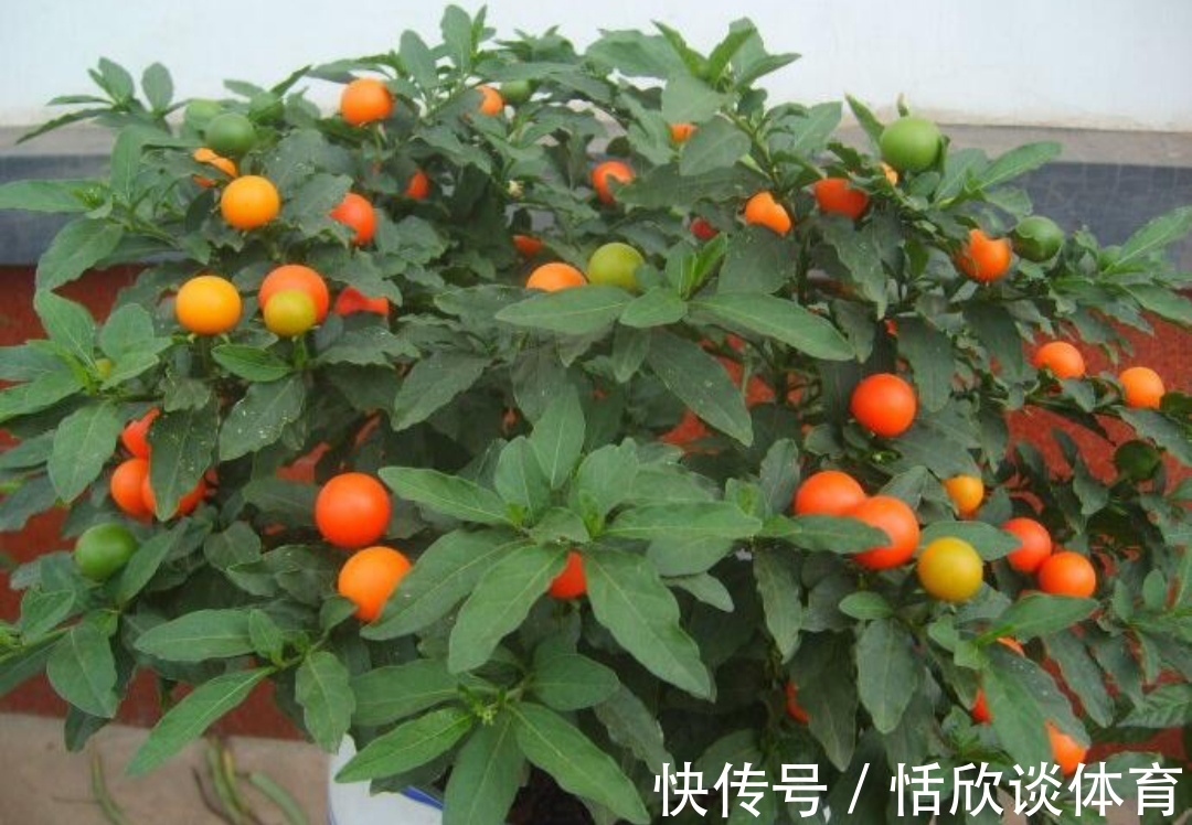 花开惊艳的8种“大毒花”,连叶片都带毒,家里若养着,光看别动