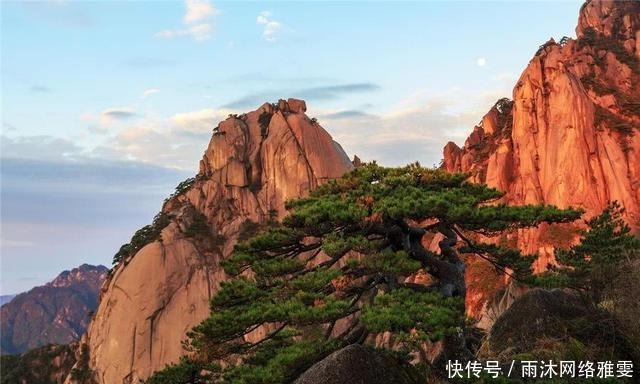 黄山松|中国最宝贵的树 如今送客松已死, 有人怀疑迎客松是棵假树