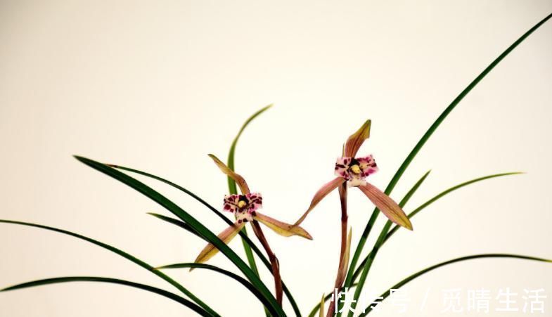 种植兰花是否需要施肥?想要种好兰花,这些点你要知道