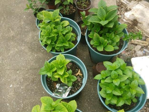 修剪|7月里绣球不修剪,耽误开花一整年,剪的越狠,开花越稳