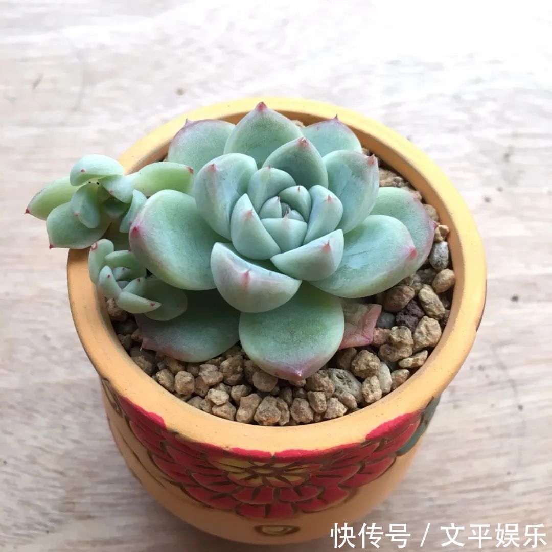 一组逆袭成功的多肉给它时间,它就会给你好看!