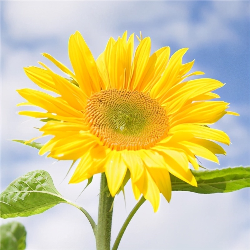 晴风|人到中年,最好的养生是善忘