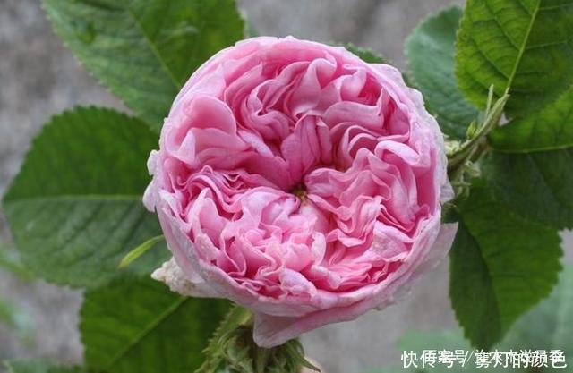 20款古老月季。数百年唯美传承，个个经典又抗病。远胜现代月季