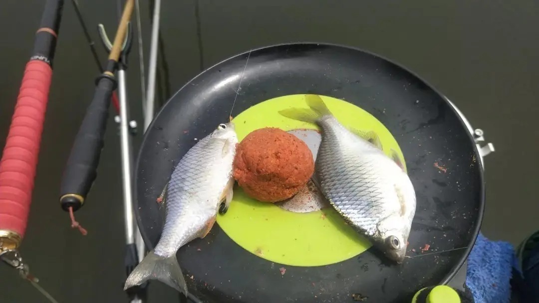 个体|形似“屎光皮”、大如小鳊鱼,大鳍鱊不但好吃还很好钓