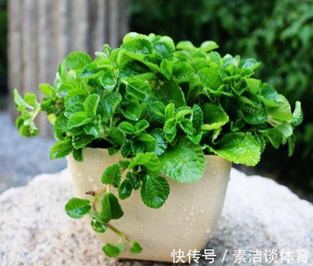 金银花|注重养生之人都养4种花,养花等于“养身体”,好养又好看