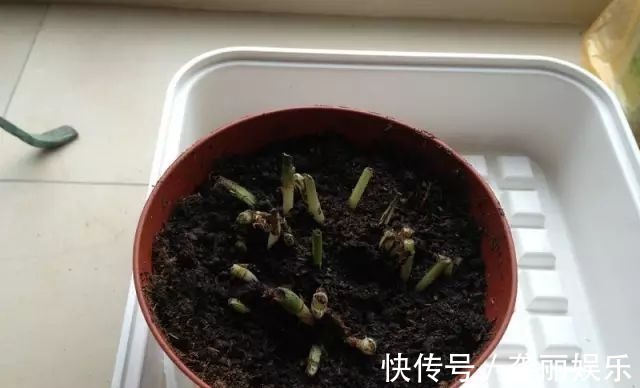 吊兰|黄叶快死的五种花卉，狠狠给它剪秃了，过几天呼呼长出一大堆