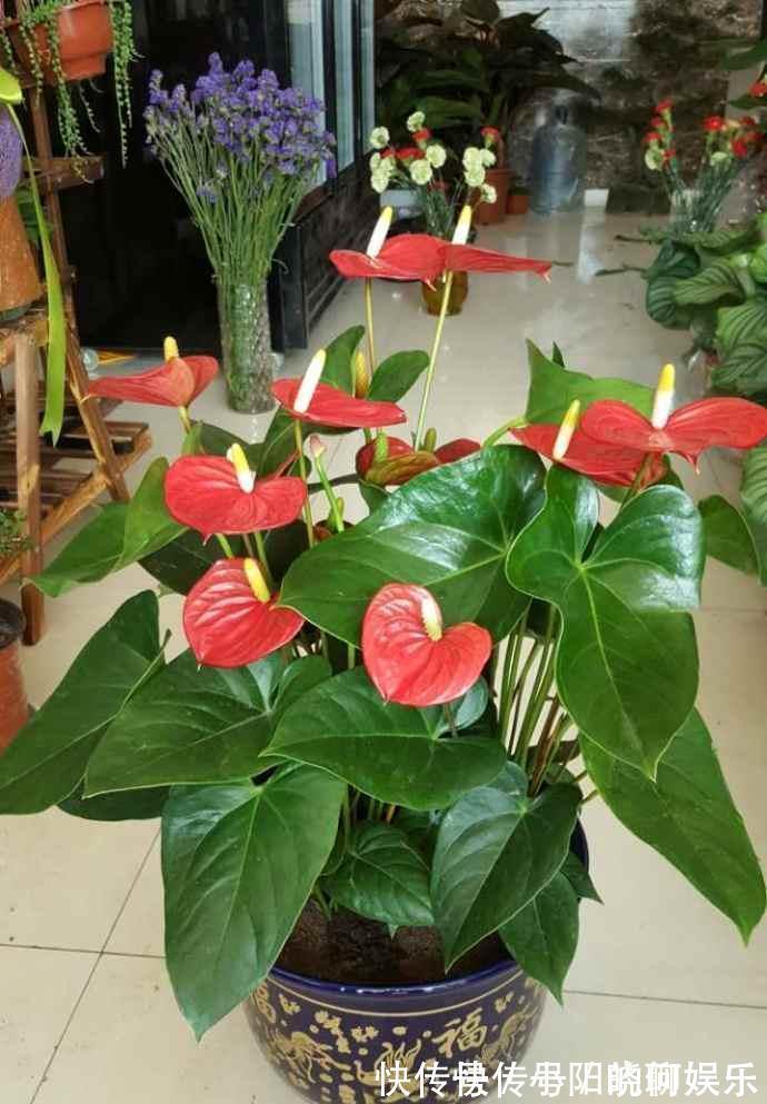 6种漂亮花,都有“好寓意”,喜欢的话养一盆,吉祥又大气