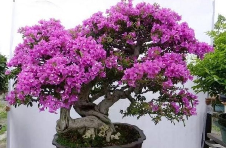 这“几种花”很便宜,养成“盆景”后,变身为“高价”盆栽!