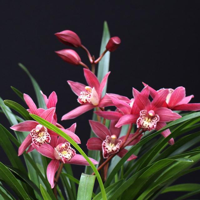 花大浓香的兰花,开花量最多,花色艳丽,每年多季开花,容易服盆