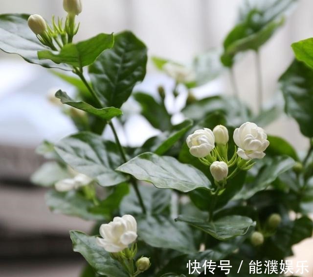 栀子花、茉莉花用塑料瓶扦插,装点水就生根,新手也能用!