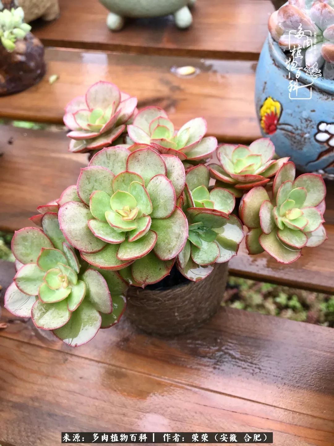 初秋时节,度夏后的多肉陆续回归!偷偷上了一层淡妆!