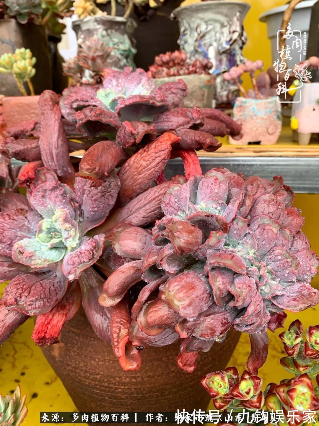 多肉住进暖棚,坦然越冬,放肆浇水,这个冬天有点甜!