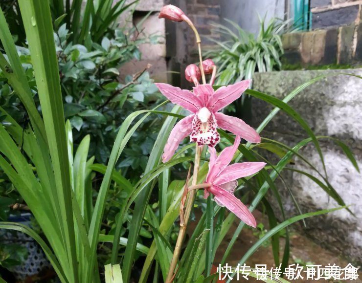 蕙兰|这花公认难养,冬天室内要注意,放外面冻20天,开花多又香